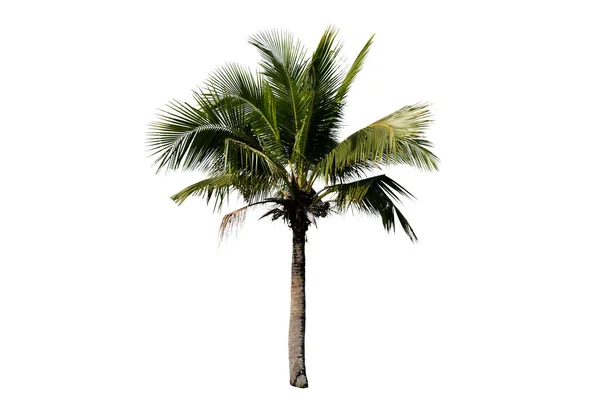 Piękne Palmy Kokosowe Izolowane Białym Tle — Zdjęcie stockowe