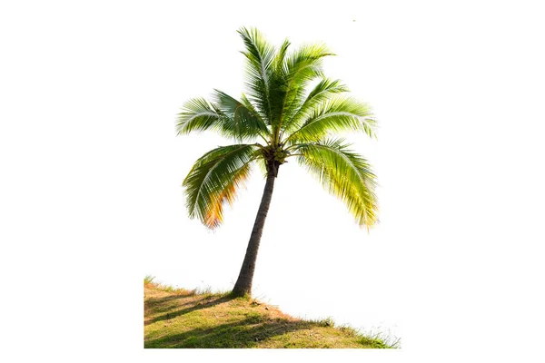 Vacker Kokos Palm Isolerad Den Vita Bakgrunden — Stockfoto
