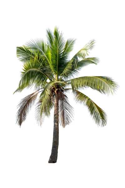 Красива Кокосова Пальма Ізольована Білому Тлі — стокове фото