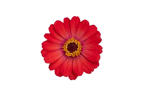 Güzel Zinnia Çiçeği Beyaz Arka Planda Kırmızı Izole — Stok fotoğraf
