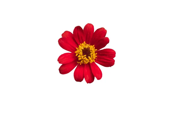 Mooie Zinnia Bloem Rood Isoleren Witte Achtergrond — Stockfoto