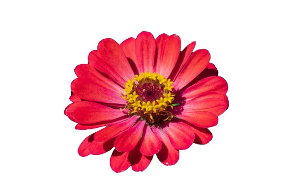 Mooie Zinnia Bloem Roze Isoleren Witte Achtergrond — Stockfoto