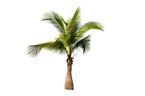 Vacker Kokos Palm Isolerad Den Vita Bakgrunden — Stockfoto