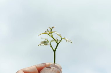 Beyaz arkaplanda el ele izole edilmiş üstte bırakır, Üst görünüm.