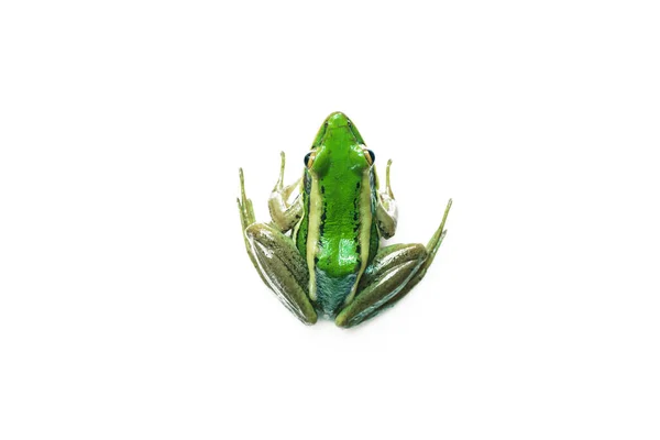 Grüner Reisfrosch Laubfrosch Gewöhnlicher Grüner Frosch Laubfrosch Hylarana Erythraea Eine — Stockfoto