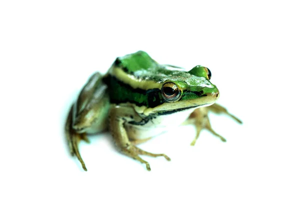 Žabák Zelený Žabák Obecný Žabák Obecný Žabák Lesní Hylarana Erythraea — Stock fotografie