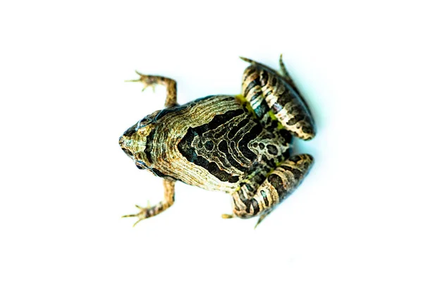 Green Paddy Frog Leaf Frog Tree Frog Hylarana Erythraea Small — Stock Photo, Image