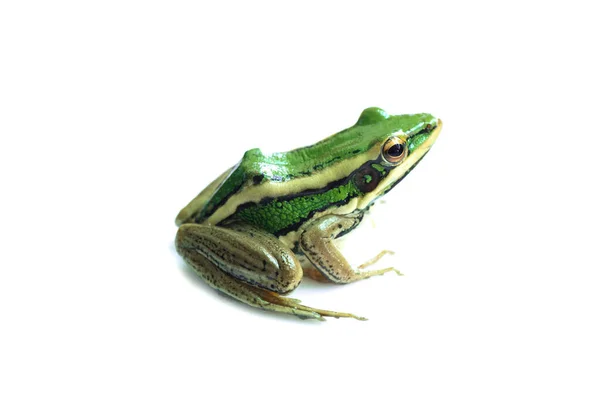 緑の水田カエル 葉のカエル 一般的な緑のカエル 木のカエル Hylarana Erythraea 白い背景に隔離された小さな両生類の種 — ストック写真