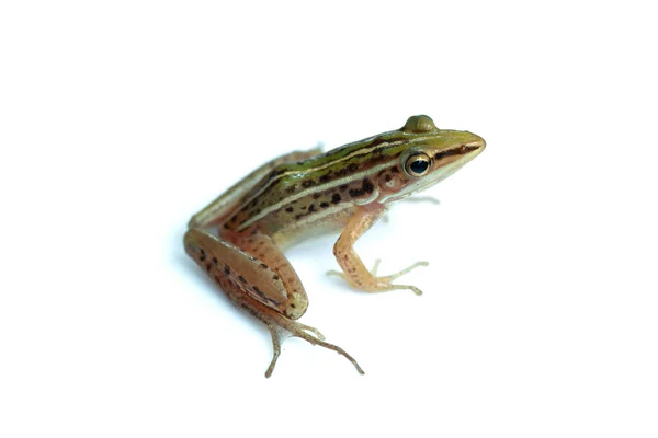緑の水田カエル 葉カエル ツリーカエル Hylarana Erythraea 白い背景に隔離された小さな両生類 — ストック写真