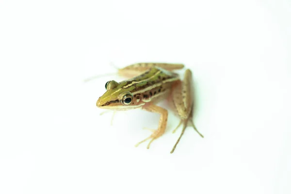 Grüner Reisfrosch Laubfrosch Laubfrosch Hylarana Erythraea Eine Kleine Amphibienart Isoliert — Stockfoto