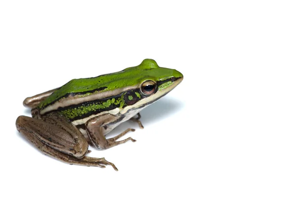 Green Paddy Frog Leaf Frog Common Green Frog Tree Frog — Stock Photo, Image
