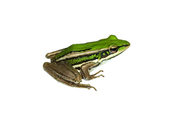 緑の水田カエル 葉のカエル 一般的な緑のカエル 木のカエル Hylarana Erythraea 白い背景に隔離された小さな両生類の種 — ストック写真