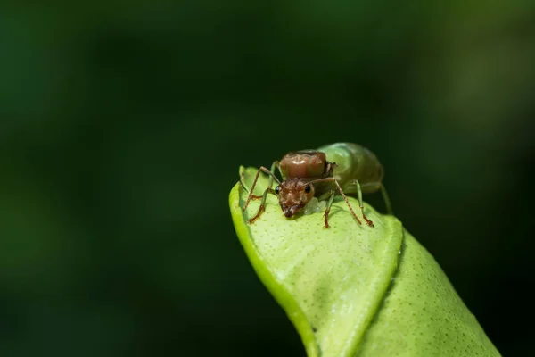 Formigas Tecelãs Formigas Verdes Oecophylla Smaragdina Folhas Verdes — Fotografia de Stock