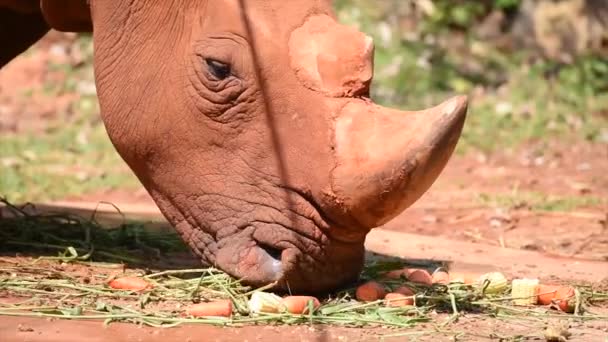 Rinoceronte Blanco Está Comiendo Mucha Comida — Vídeo de stock