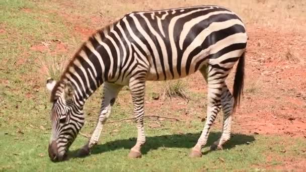 Een Zebra Eet Een Dood Blad Dat Het Gras Gevallen — Stockvideo