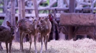 Genç bir geyik sürüsü kuru otların üzerinde tüylerini yalıyordu..