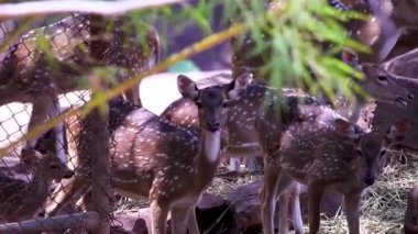Sevimli küçük geyik taşın yanındaki çimlerin üzerinde yavaşça yatıyor.