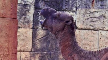 Deve (Camelus) gözlerini kapatırken komik bir ifade takınır..