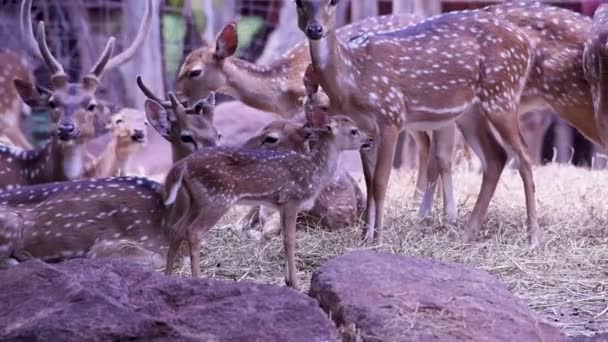 かわいい赤ちゃん鹿が立って 多くの鹿に囲まれた群れでカッドを噛む — ストック動画