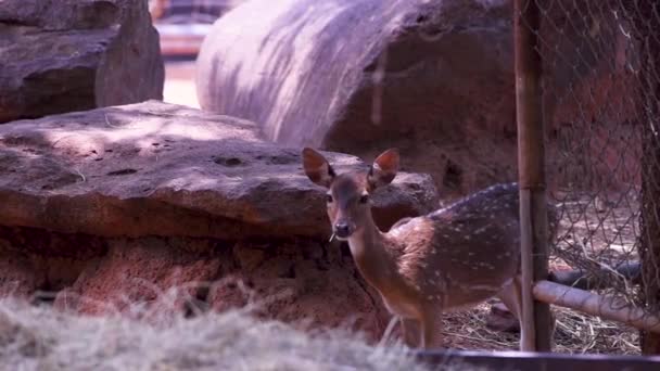 Pequeño Ciervo Lindo Acostado Hierba Lado Piedra Suavemente — Vídeo de stock