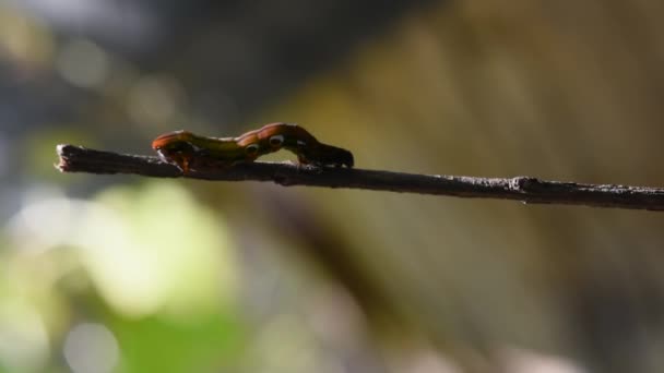 毛毛虫在干树枝上行走的色彩艳丽的毛毛虫 — 图库视频影像