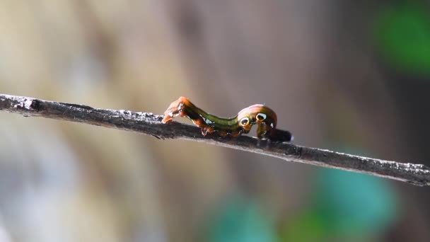 Brightly Colored Caterpillar Walking Dry Branch — Stok video