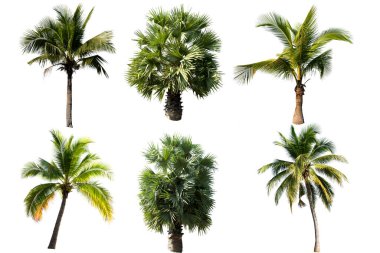 Beyaz arka planda izole edilmiş güzel hindistan cevizi palmiyesi.  