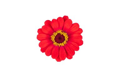 Zinnia çiçeği pembe, kırmızı-turuncu, beyaz arka planda izole..