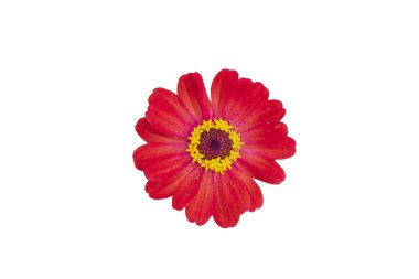 Zinnia çiçeği pembe, kırmızı-turuncu, beyaz arka planda izole..