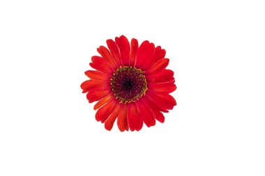 Zinnia çiçeği pembe, kırmızı-turuncu, beyaz arka planda izole..