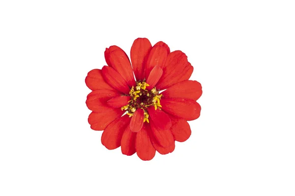 Zinnia Çiçeği Pembe Kırmızı Turuncu Beyaz Arka Planda Izole — Stok fotoğraf