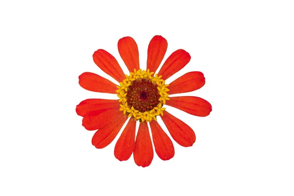 Zinnia Flower Pink Red Orange Isolated White Background — ストック写真