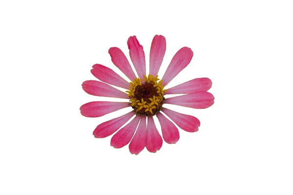 Zinnia Çiçeği Pembe Kırmızı Turuncu Beyaz Arka Planda Izole — Stok fotoğraf