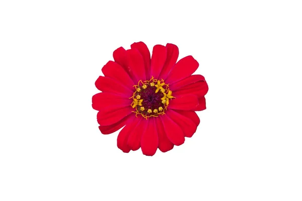 Zinnia Flower Pink Red Orange Isolated White Background — ストック写真