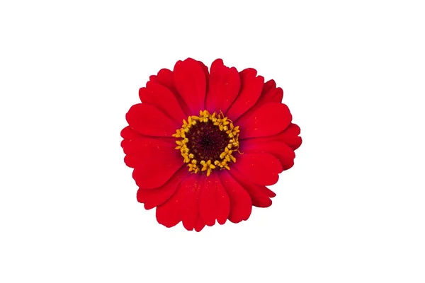 Zinnia Bloem Roze Rood Oranje Geïsoleerd Witte Achtergrond — Stockfoto