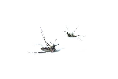 Sivrisinek ölü orman sivrisineği, beyaz arka planda izole edilmiş ölü bir sivrisinek..