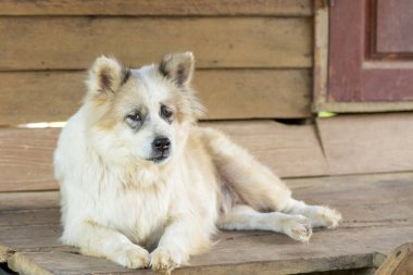 Yaşlı siyah ve beyaz köpek yerde kasvetli bir ifadeyle yatıyor..
