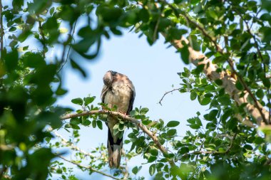 Doğu benekli güvercin büyük güvercin türünü genişletmek için bir yuva inşa etmek üzere dallar getiriyor..