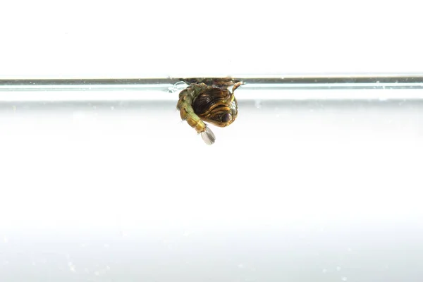 一只蚊子幼虫挂在水面上 与白色背景隔离 — 图库照片
