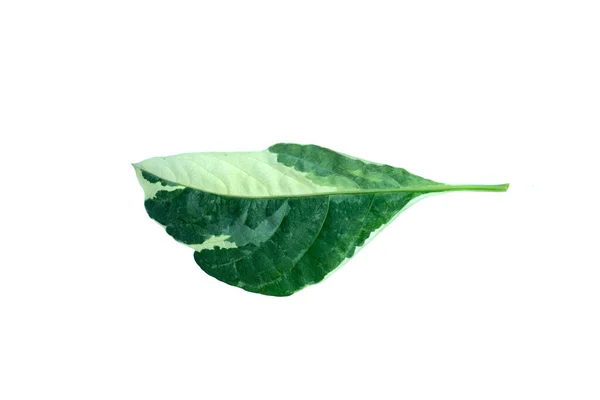 Одне Біло Зелене Плямисте Листя Ізольоване Білому Тлі — стокове фото
