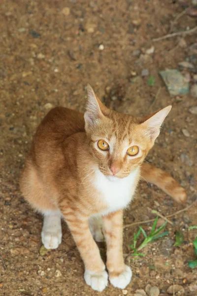 Red Male Cat Sitting Happily Brown Ground — Stock Photo, Image