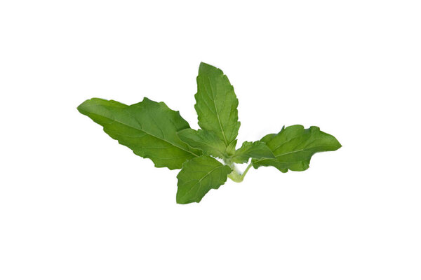 Thai sweet basil leaves Isolated on the white background.