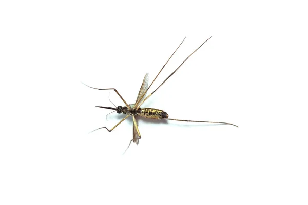 关闭蚊子死亡 Holorusia Mikado 蚊子森林 一只死蚊子 隔离在白色背景下 — 图库照片
