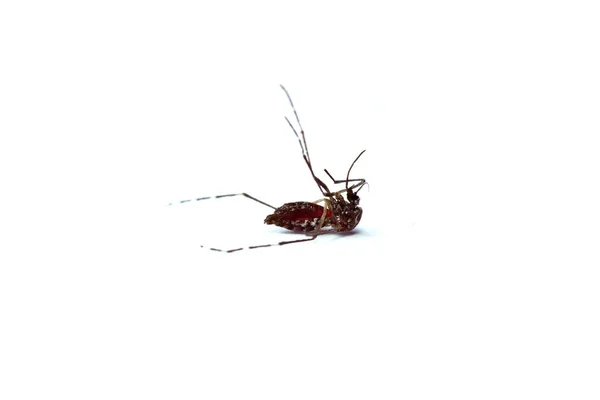 Close Mosquito Morto Forest Mosquitoque Come Sangue Vermelho Barriga Mosquito — Fotografia de Stock