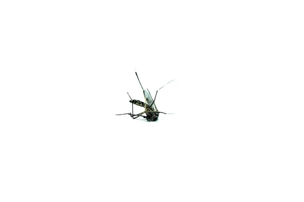 Primer Mosquito Muerto Bosque Mosquitothat Mosquito Muerto Aislado Sobre Fondo —  Fotos de Stock