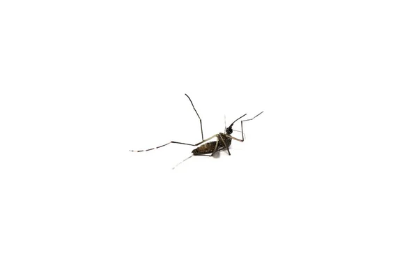 Fechar Mosquito Morto Floresta Mosquitothat Mosquito Morto Isolado Fundo Branco — Fotografia de Stock