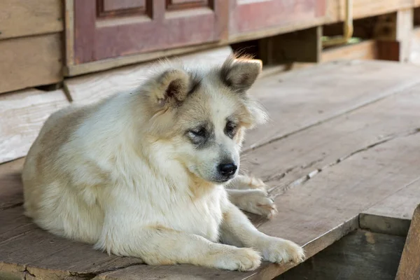 Viejo Perro Blanco Negro Acostado Suelo Madera Expresión Sombría —  Fotos de Stock