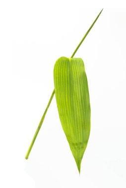 Taze yeşil bambu yaprakları beyaz arkaplanda izole edilmiş..