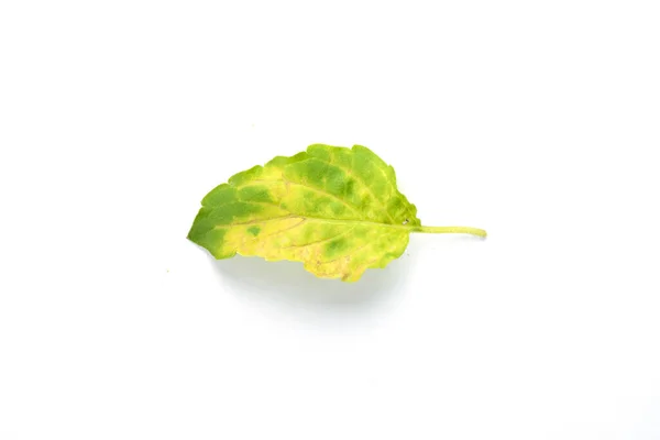 Powdery Mildew Leaf White Background Sick Leaves Fertile Plants — Stock Photo, Image