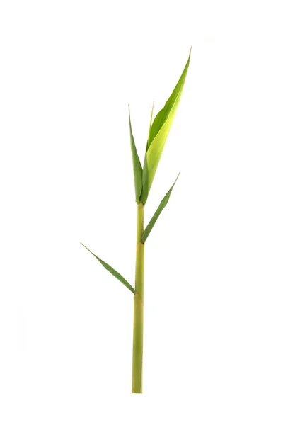 Свіжі Зелені Бамбукові Листя Ізольовані Білому Тлі — стокове фото